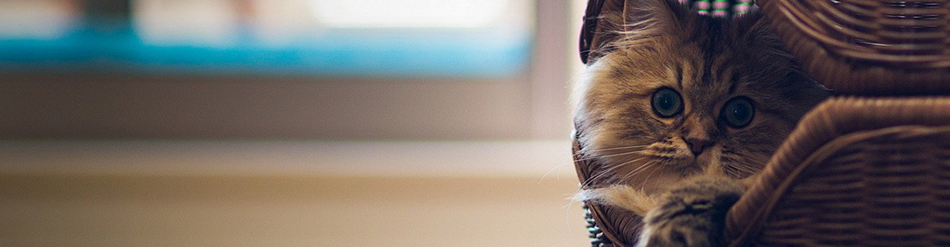 Найди кота 2