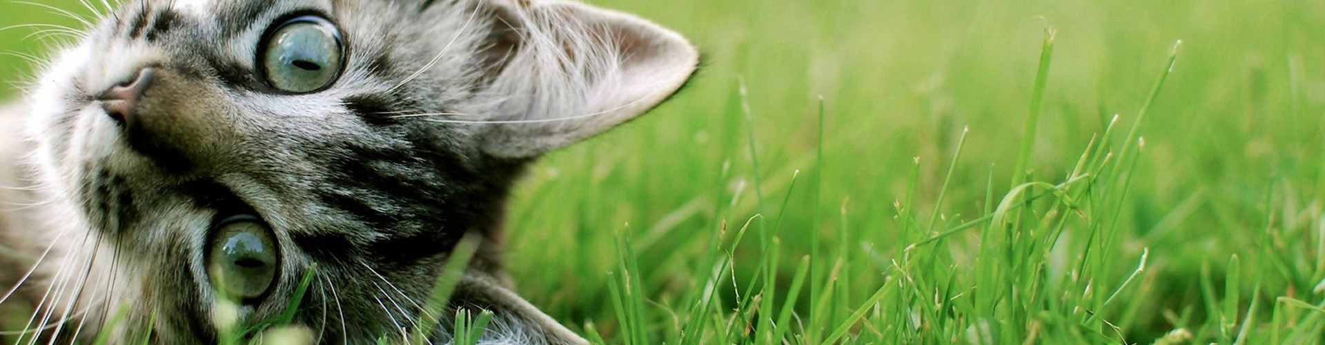 Найди кота 3